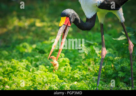 Close up ritratto di una sella colorata fatturati stork Ephippiorhynchus senegalensis mangiare e di alimentazione di un piccolo pulcino non tratteggiata bird. Foto Stock