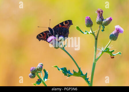 Farfalla pavone Aglais io di alimentazione su un imporpori fiore di cardo in un prato. Vista frontale, alette aperte, luminosa giornata di sole e colori vibranti. Foto Stock