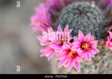 Puntaspilli Fishhook (Mammillaria grahamii), Arizona Foto Stock