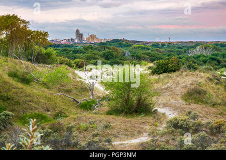 Paesaggio con dune e natura selvaggia durante il tramonto nel parco nazionale Meijendel presso la costa olandese Foto Stock