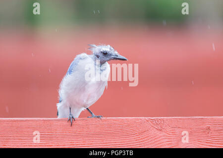 Calvo Blue Jay Foto Stock