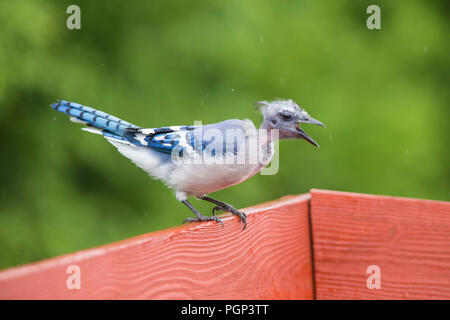 Calvo Blue Jay Foto Stock