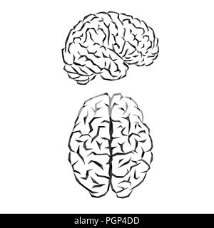 Contorno nero silhouette di un cervello umano su sfondo bianco Illustrazione Vettoriale