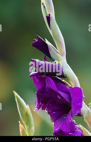 Viola gladiolus fiore Foto Stock