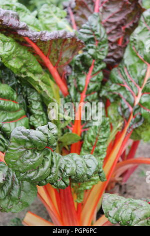 Rabarbarbaro, Rheum rabarum, che cresce nell'orto estivo. Foto Stock