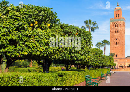 Marrakech marocco Moschea Koutoubia formali giardini lussureggianti con siepi sagomate e alberi di arancio in primo piano. La famosa torre è in background. Foto Stock