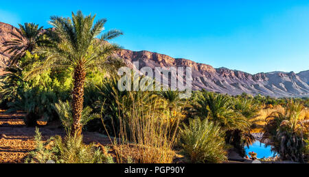 Oasi marocchina con lussureggianti palme e fiume azzurro, con le montagne sullo sfondo. Oasi più grande del Marocco. Posizione: Valle di Draa. Foto Stock