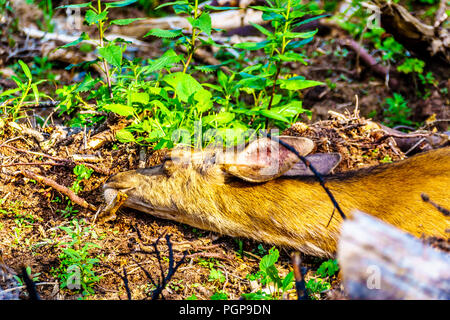 In prossimità della testa di un Nero Tailed Deer dorme nella sabbia fresca in un giorno caldo su Tod Montagna in Shuswap Highlands della centrale di Okanagan BC Foto Stock