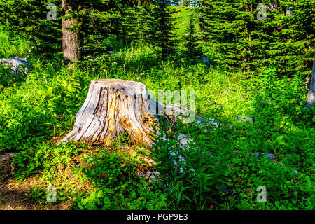 Vecchio ceppo di albero lungo un sentiero escursionistico su Tod montagna vicino al villaggio alpino di Sun i picchi del Shuswap Highlands della centrale Okanagen in BC Canada Foto Stock