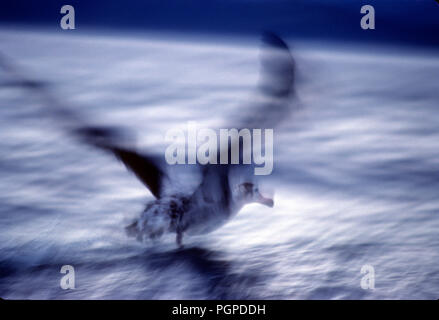 Un Royal Albatross prende a volo radente dal mare di l'Isola del Sud della Nuova Zelanda Foto Stock