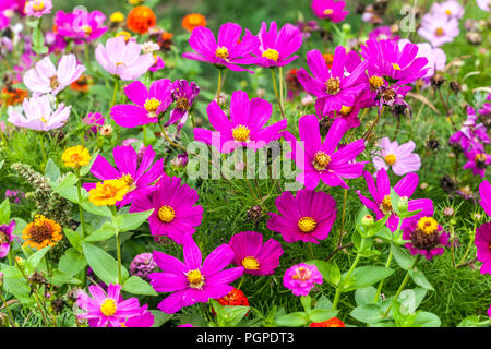 Aiuole estive Cosmos bipinnatus fiore, Zinnia misto Cosmos biancheria da letto Foto Stock