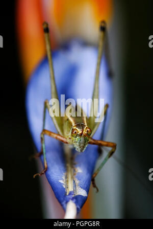 Los Angeles, California, USA. Il 27 agosto, 2018. Un grillo rimane su un uccello del paradiso è visto il 27 agosto 2018 a Los Angeles Credito: Ringo Chiu/ZUMA filo/Alamy Live News Foto Stock