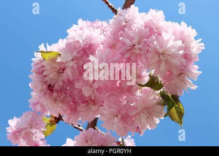 Il ciliegio piangente PRUNUS KIKU SHIDARE grado fiorisce in soffici fragranti fiori di colore rosa sul cielo blu sullo sfondo. Sunny aprile giornata outdoor urban sho Foto Stock