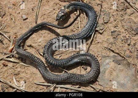 Un piccolo serpente è morto su una strada di sabbia a causa di calore anomalo. Molla soleggiato giorno di maggio foresta shot Foto Stock