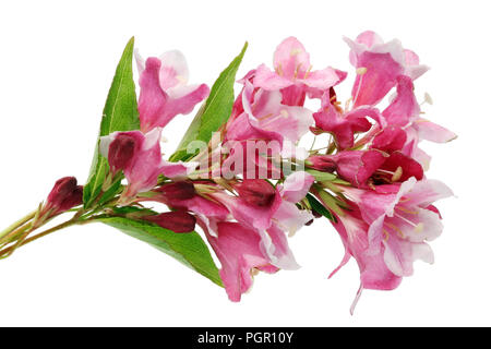 Un ramoscello di una decorativa wiggon arbusti di rosa fiori di fading. Isolato su bianco studio shot macro Foto Stock