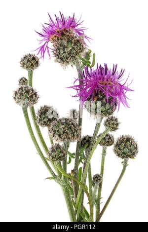 Giugno è il tempo di fioritura e maturazione del classico Scottish thistle pianta. Isolato su bianco studio shot macro Foto Stock