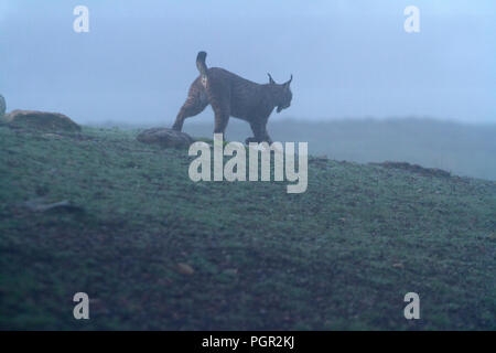 Lynx pardinus Foto Stock