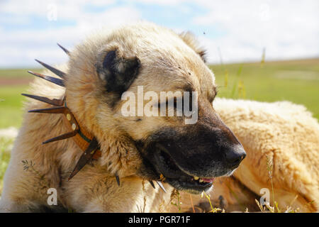 Anatolica cane pastore con spiked collare di ferro giacente su pascolo. (Spiked collare di ferro protegge il collo del cane contro il lupo. Foto Stock