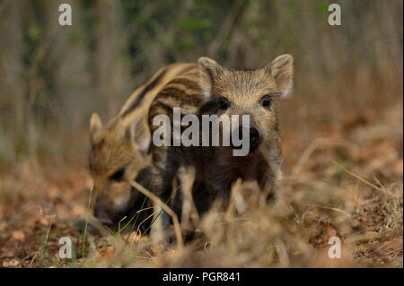 Cinghiali Porcellini nella foresta, molla, Germania (Sus scrofa) Foto Stock