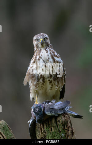 Comune poiana seduta con woodpigeon morto su di un legno, inverno, Germania (Buteo buteo) Foto Stock