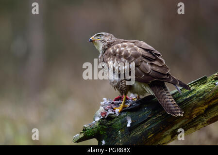 Comune poiana seduta con woodpigeon morto su di un legno, inverno, Germania (Buteo buteo) Foto Stock