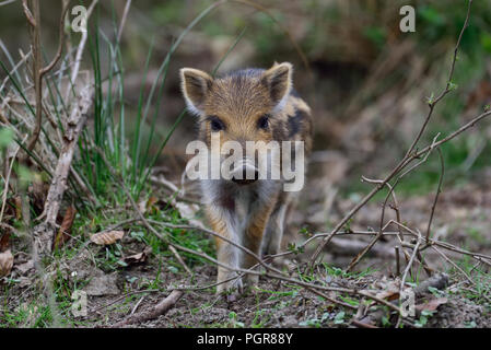 Il cinghiale piglet in foresta, molla, Germania (Sus scrofa) Foto Stock