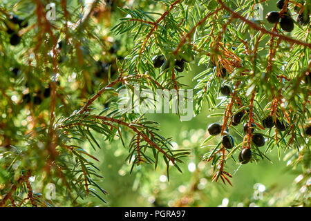 Blu scuro mature le bacche di ginepro crescente sul ramo di albero splendente sotto il bel sole close-up Foto Stock