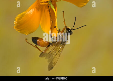 Vista laterale di un grande golden digger wasp, o grande sabbia dorata digger, Sphex ichneumoneus. Questi grandi, vespe solitarie sono innocui e si trovano throu Foto Stock
