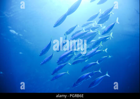 Fischwarm Ostsee Foto Stock