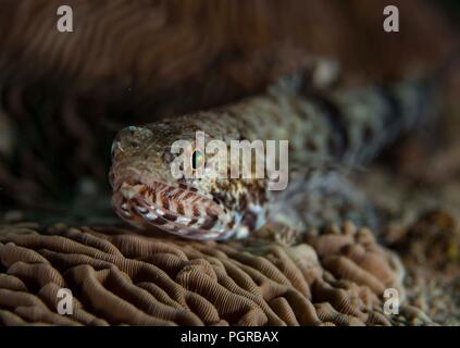 Pesci lucertola Synodontidae ritratto su coral Foto Stock