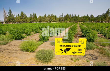 Un campo di canapa industriale, un ceppo di Cannabis sativa L, cresce alonside Highway 20 in Oregon centrale tra la curva e sorelle, Oregon. La Cannabis Sati Foto Stock