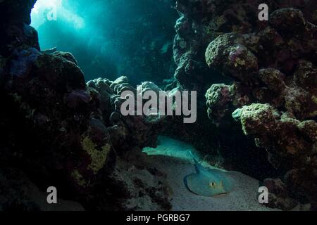 Bluespotted sting ray Neotrygon kuhlii in Coral reef Marsa Nakari, Egitto. Foto Stock