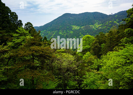 Vista sulla foresta verde con differente colorazione nel Parco nazionale di Lushan montagne del Jiangxi Cina Foto Stock