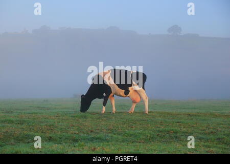 British il frisone il bestiame pascola sui terreni agricoli in una nebbiosa mattina in East Devon Foto Stock