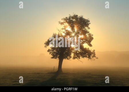 Raggi di sole che splende attraverso albero in una nebbiosa mattina nella valle di Ax in East Devon Foto Stock