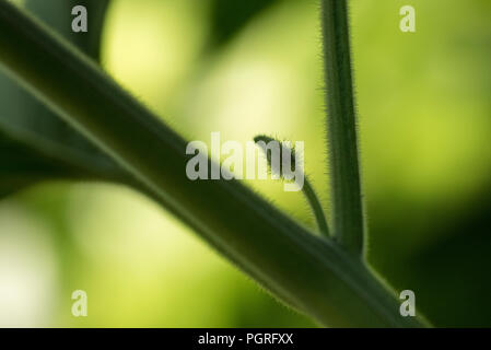 Physalis peruviana, nel frutteto, frutta, piante, foglie Foto Stock