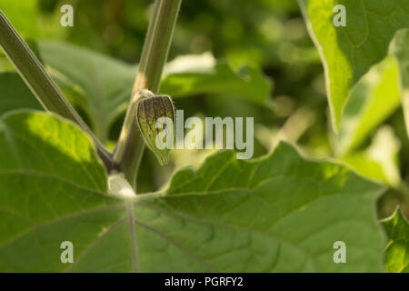 Physalis peruviana, nel frutteto, frutta, piante, foglie Foto Stock