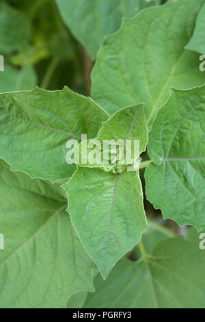 Physalis peruviana, nel frutteto, frutta, piante, foglie Foto Stock