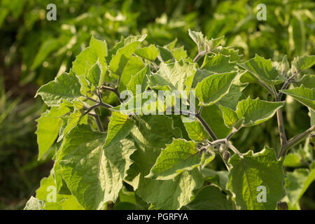 Physalis peruviana, nel frutteto, frutta, piante, foglie Foto Stock