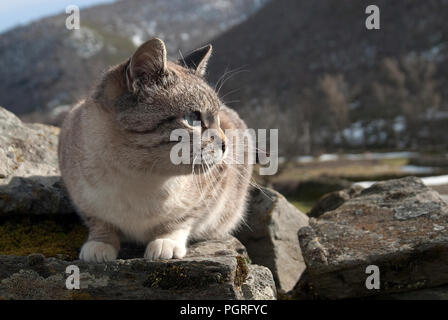 Ritratto di gatto randagio Foto Stock