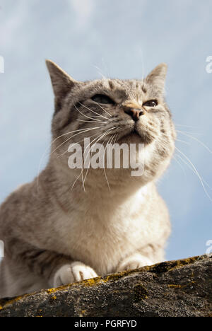 Ritratto di gatto randagio Foto Stock