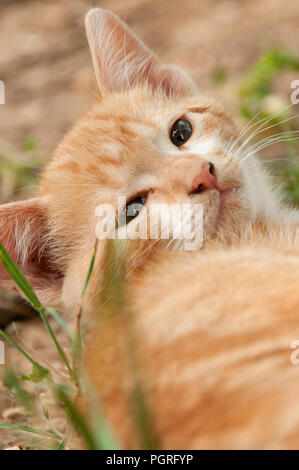 Cucciolo di gatto in appoggio in giardino Foto Stock