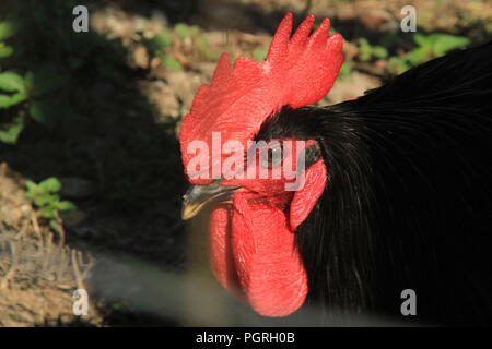 Close-up di gallo nero la testa Foto Stock