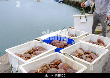 Scatole di appena pescato granchi, sbarcati nel Porto di Newlyn, Cornwall, Inghilterra. In Newlyn, Cornwall, Inghilterra. Il 20 giugno 2018 Foto Stock