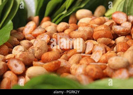 Noci di arec dadi in foglie Foto Stock