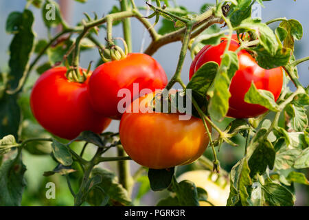 4 pomodori rossi su una pianta di pomodoro con foglie di colore verde Foto Stock