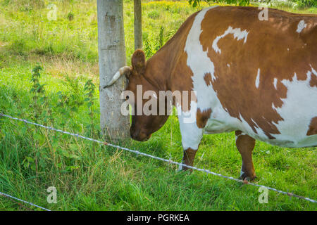 Cornuto mucca marrone andando a sbattere la testa contro un tronco di albero Foto Stock