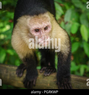 White-Throated Cappuccini, Costa Rica Foto Stock