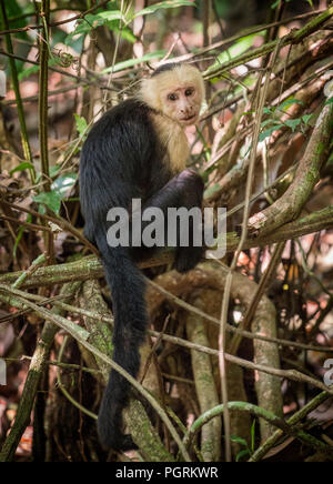 White-Throated Cappuccini, Costa Rica Foto Stock