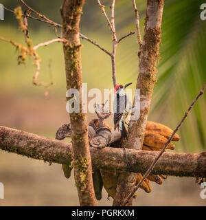 Nero Cheeked Picchio, Maquenque National Wildlife Refuge, Costa Rica Foto Stock